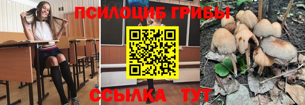 Галлюциногенные грибы Psilocybine cubensis Новоалтайск